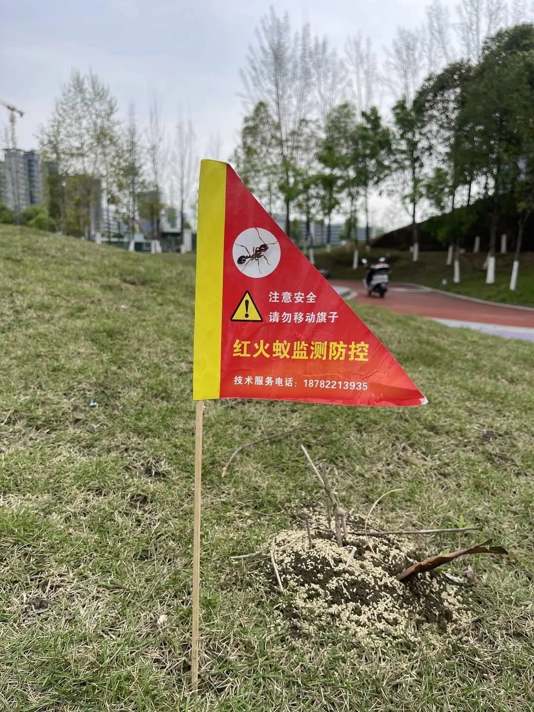 千万不要碰、不要踩！成都多处已出现红火蚁，专家：或与近期升温有关