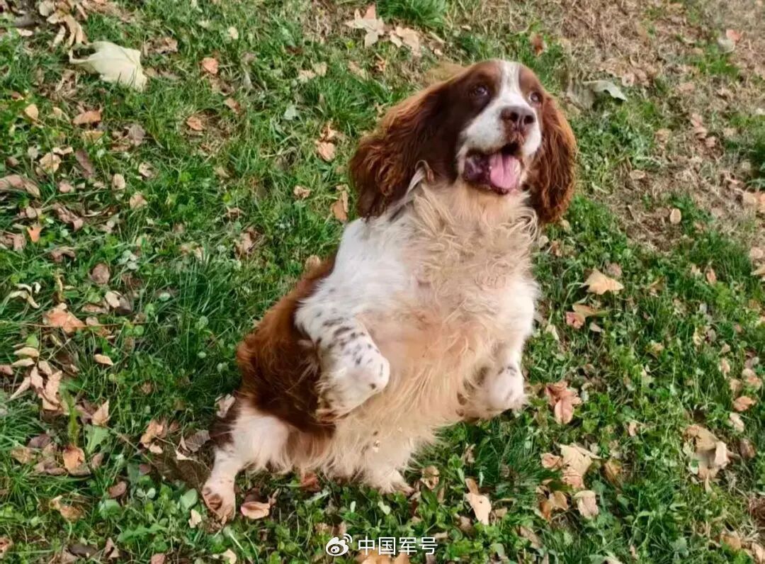 给TA们一个家！5只退役军犬征集领养人