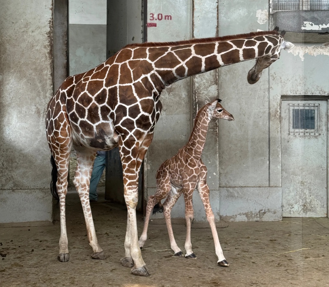 刚出生身高就1米93？家族喜讯不断！网友羡慕：我一生遥不可及的梦