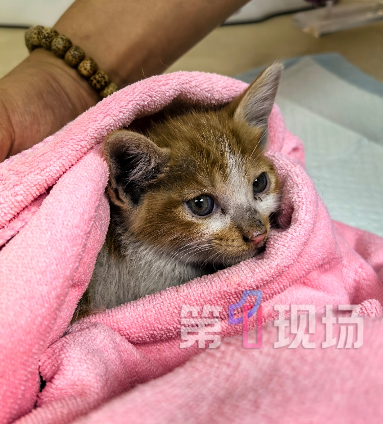 急！深圳车主求支招！猫妈妈带娃钻进发动机舱，向全网求助拯救“五小只”…