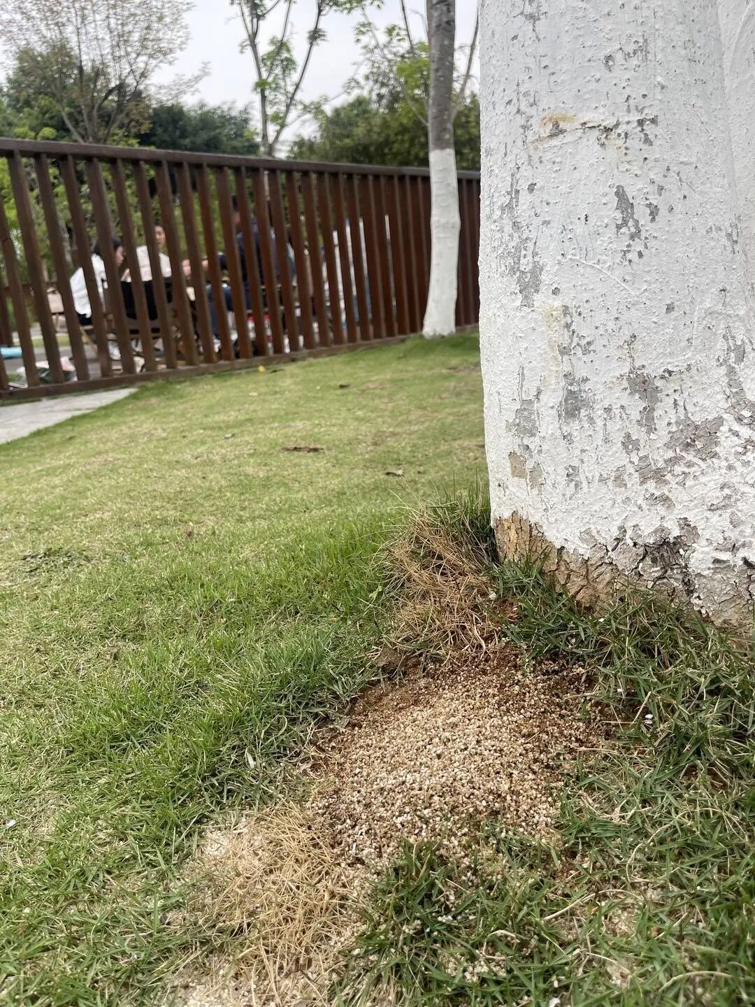 千万不要碰、不要踩！成都多处已出现红火蚁，专家：或与近期升温有关