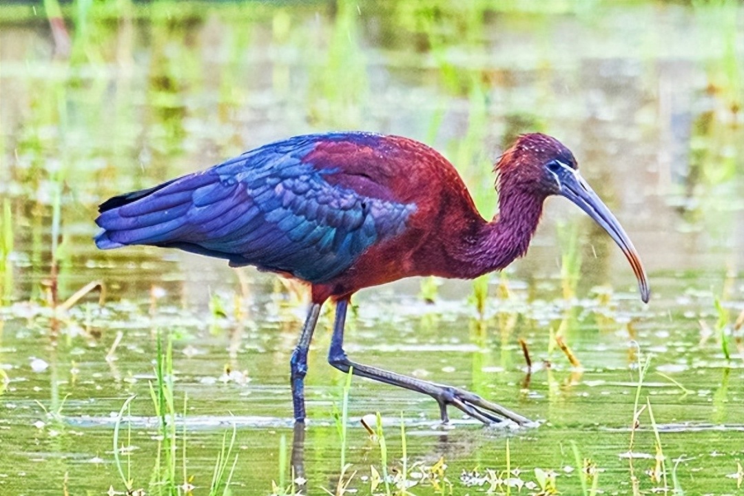 从1到3，深圳福田又迎来特殊“访客”