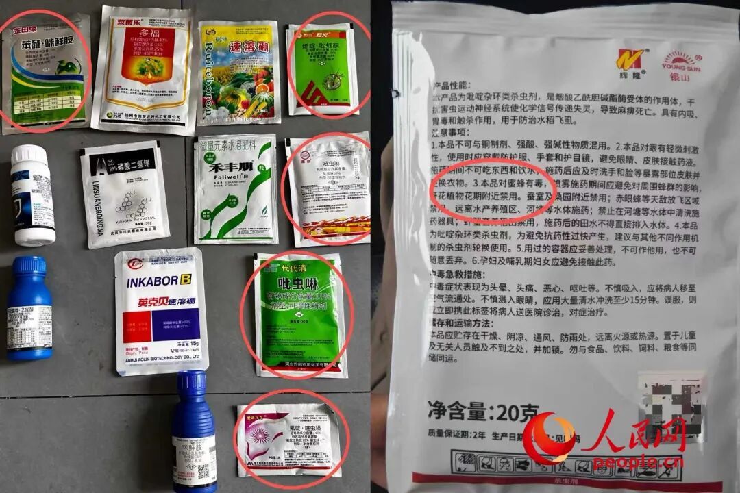 油菜花开了，蜜蜂却死了？