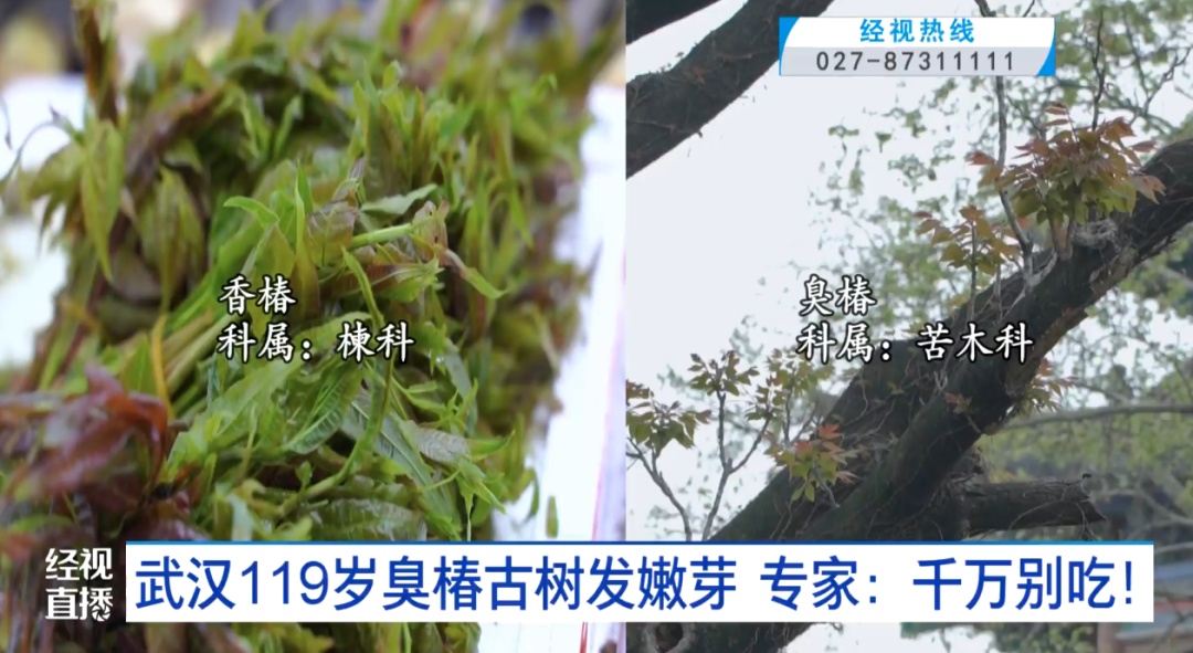武汉119岁臭椿古树发嫩芽，千万别当香椿炒鸡蛋，有毒！