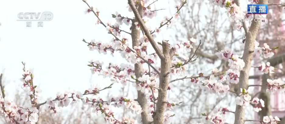 从“看花” 到“赏花+” 春日经济以“小而美”文旅业态撬动乡村大发展