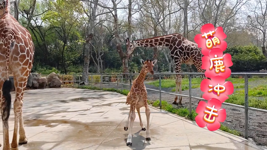 刚出生身高就1米93？家族喜讯不断！网友羡慕：我一生遥不可及的梦