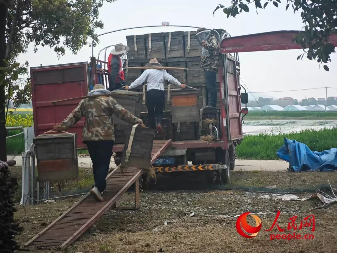 油菜花开了，蜜蜂却死了？