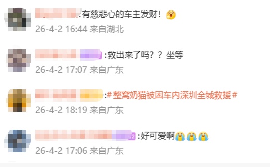 急！深圳车主求支招！猫妈妈带娃钻进发动机舱，向全网求助拯救“五小只”…