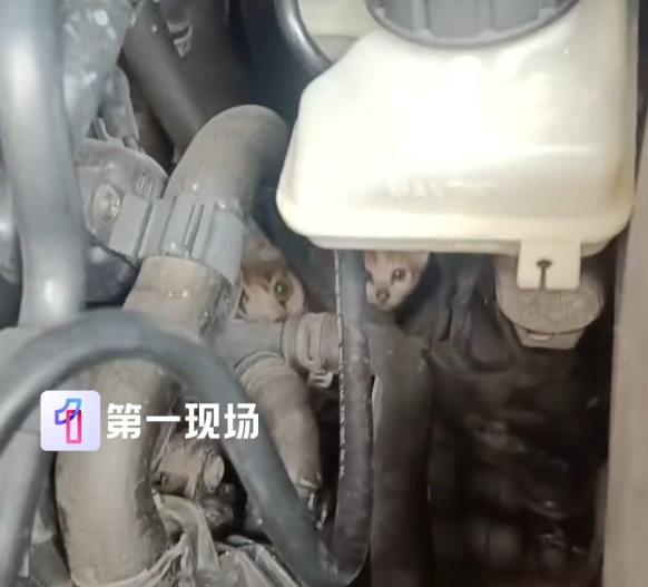 急！深圳车主求支招！猫妈妈带娃钻进发动机舱，向全网求助拯救“五小只”…