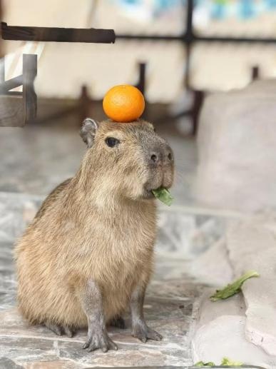 无锡太湖植物园卡皮巴拉出逃，悬赏1万元！