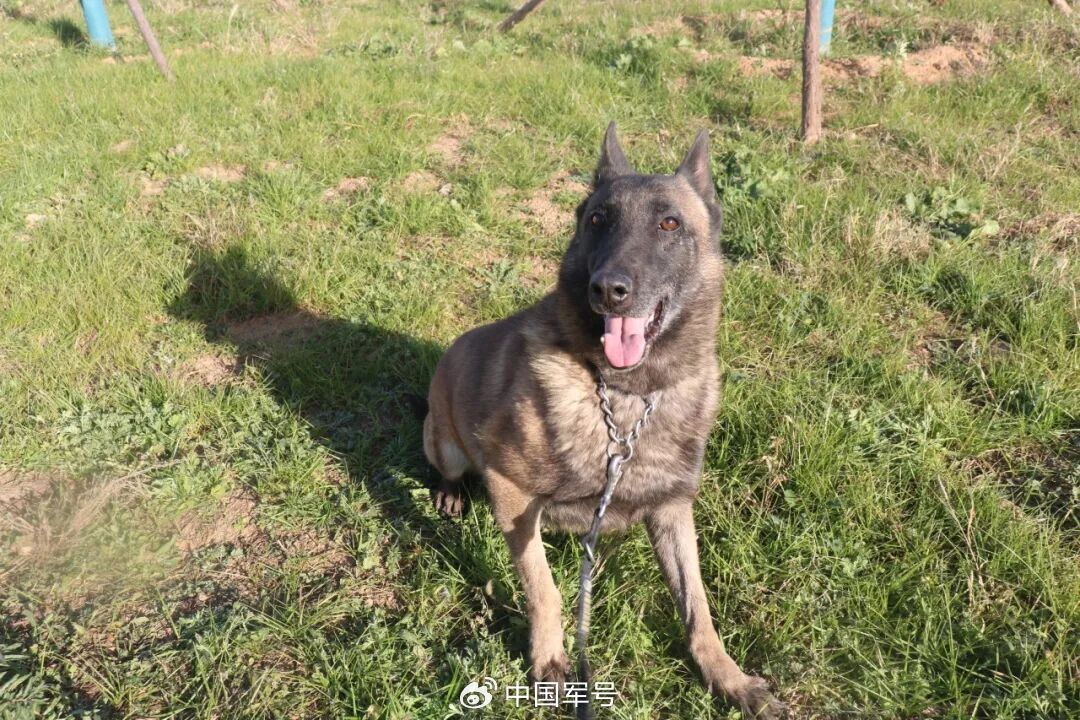 给TA们一个家！5只退役军犬征集领养人