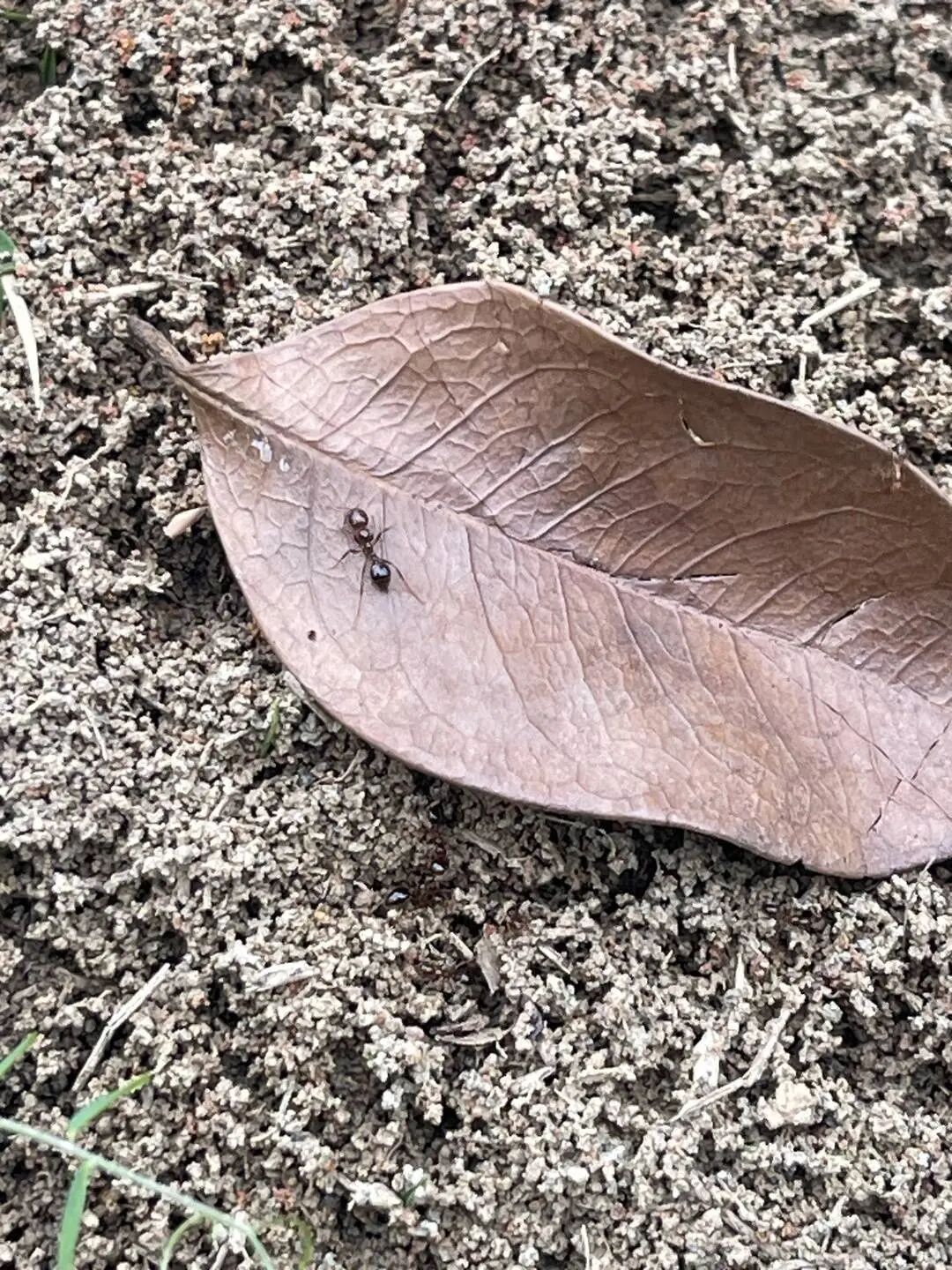 千万不要碰、不要踩！成都多处已出现红火蚁，专家：或与近期升温有关