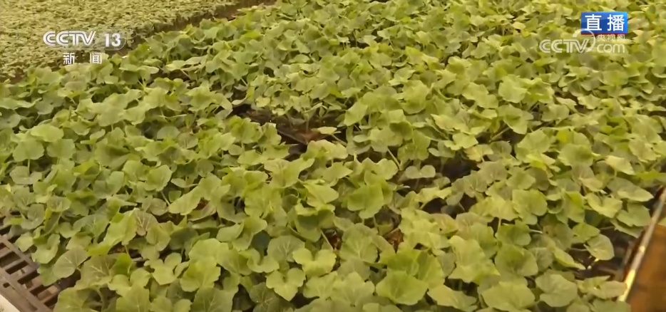 手机变成“新农具” “一键触达” 看春耕春灌里的“科技范儿”