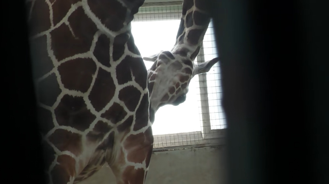 刚出生身高就1米93？家族喜讯不断！网友羡慕：我一生遥不可及的梦