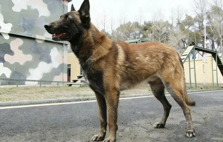 上海6只军犬即将退役，面向社会招募领养人，网友：英雄值得安稳余生！