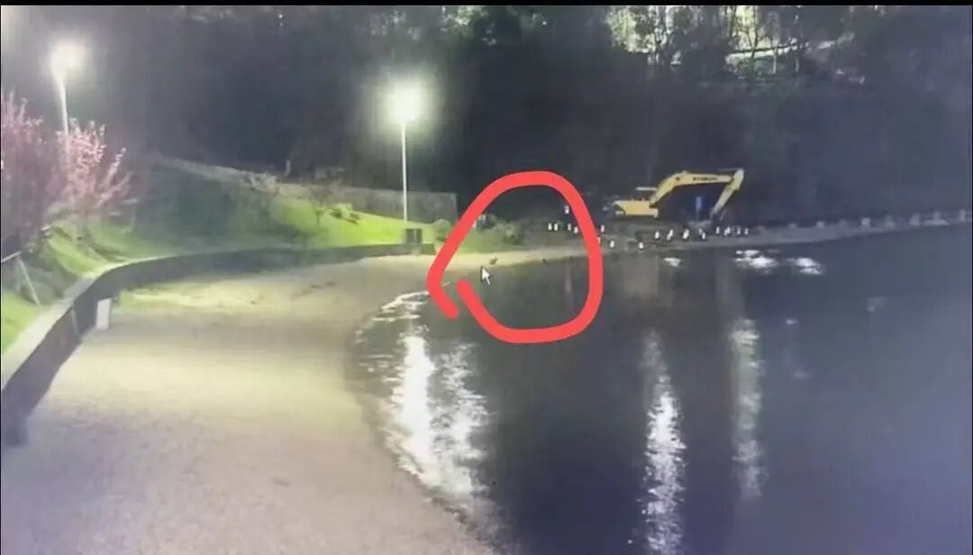 植物园寻“越狱”卡皮巴拉：悬赏10000元+终生免费入园资格