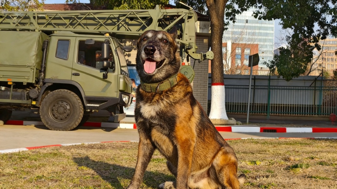 上海武警发布：6只军犬即将光荣退役，正在招募领养人！
