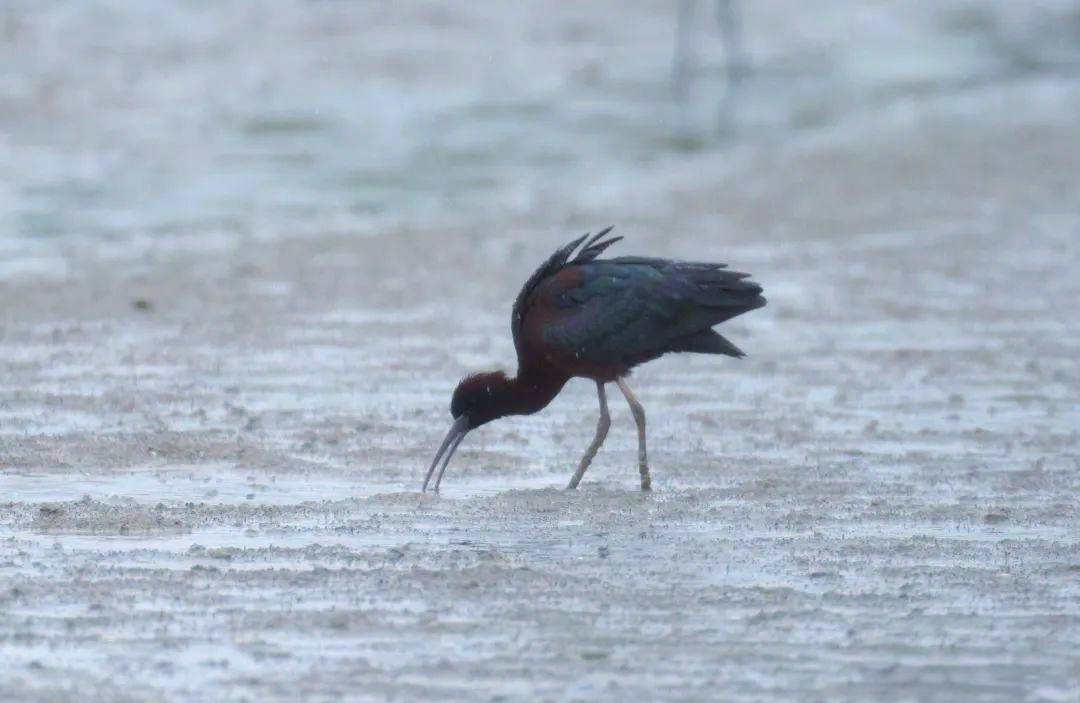 从1到3，深圳福田又迎来特殊“访客”