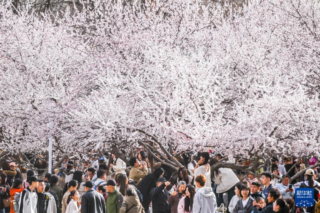 呼和浩特：青城桃花开