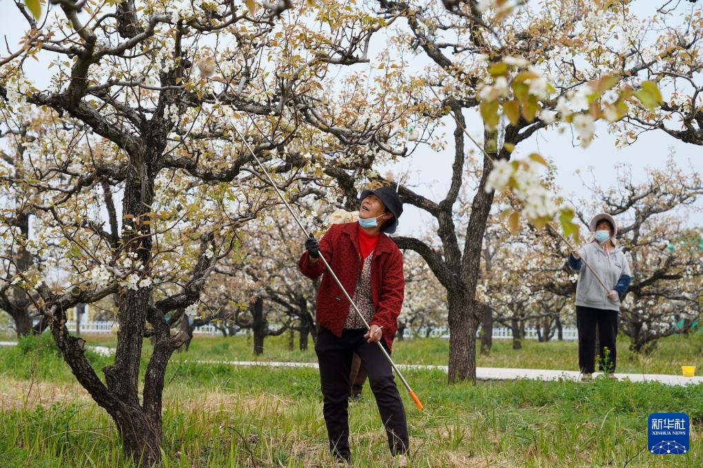 山东滕州：万亩梨花绘春日图景