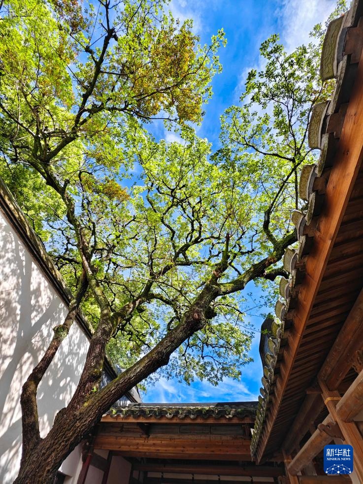 福州:三坊七巷 流苏花开 福州:三坊七巷 流苏花开