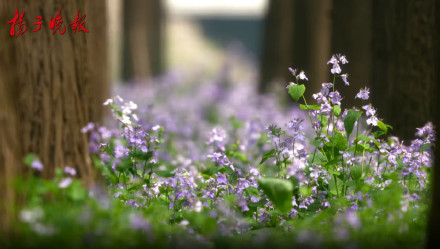 迎首个春假 江苏出行订单增93%