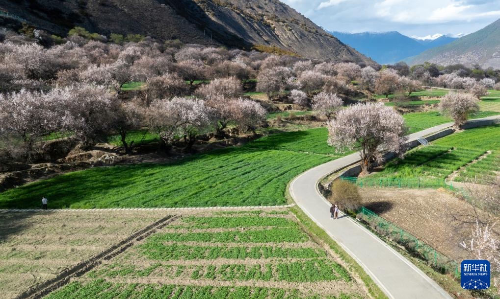 不负高原好春光 林芝桃花节开幕 不负高原好春光 林芝桃花节开幕
