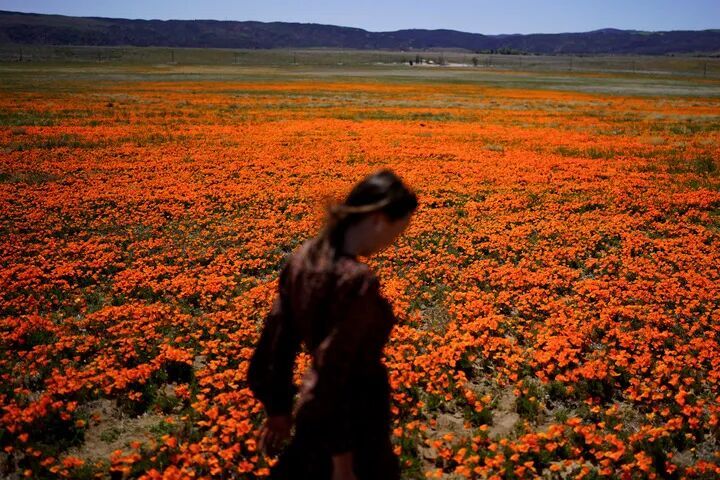 多国花粉季 如何防过敏 多国花粉季 如何防过敏