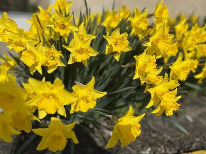 多国花粉季 如何防过敏 多国花粉季 如何防过敏