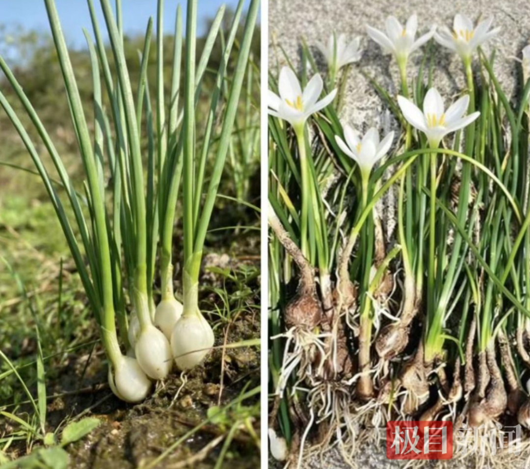 莫让尝鲜变“尝险”!“打野”勇士紧急就诊→ 莫让尝鲜变“尝险”!“打野”勇士紧急就诊→