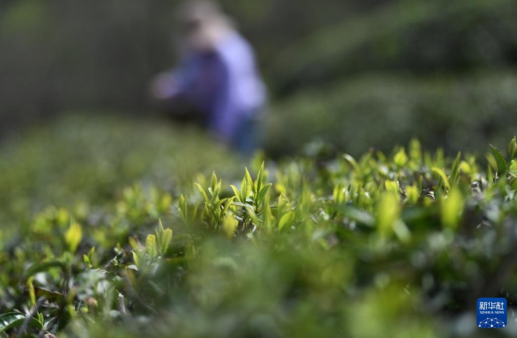 明前茶里的生态诗行 明前茶里的生态诗行