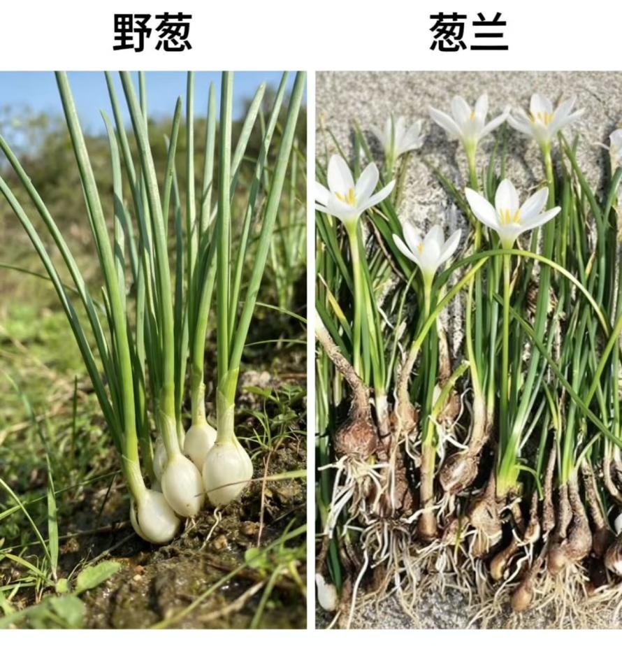 不要吃!不要吃!凌晨1点,5个年轻人被急救 不要吃!不要吃!凌晨1点,5个年轻人被急救