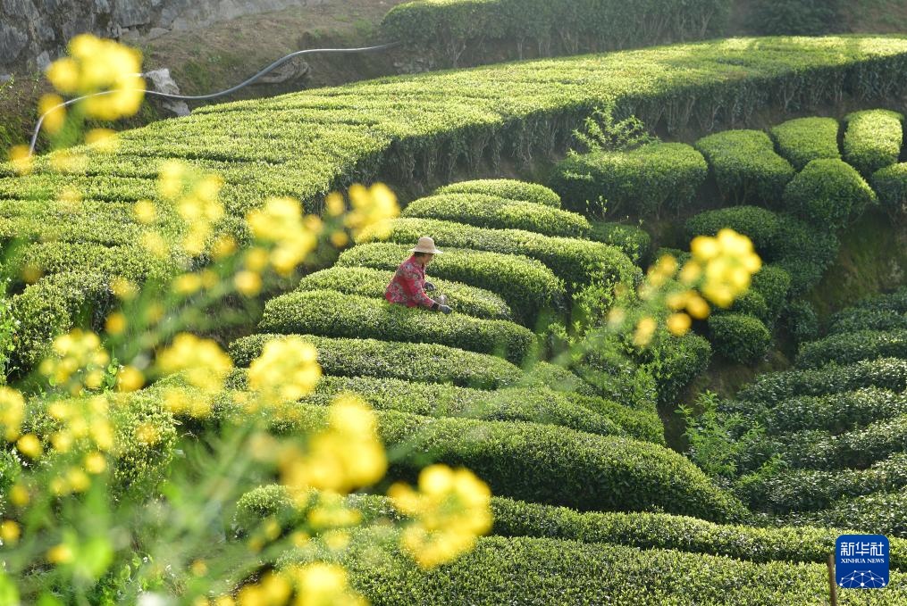 明前茶里的生态诗行 明前茶里的生态诗行