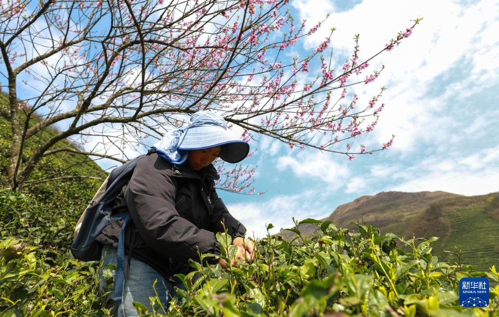 明前茶里的生态诗行 明前茶里的生态诗行