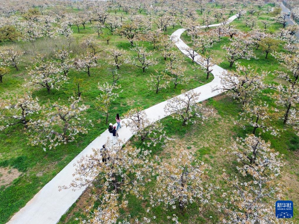 山东滕州：万亩梨花绘春日图景