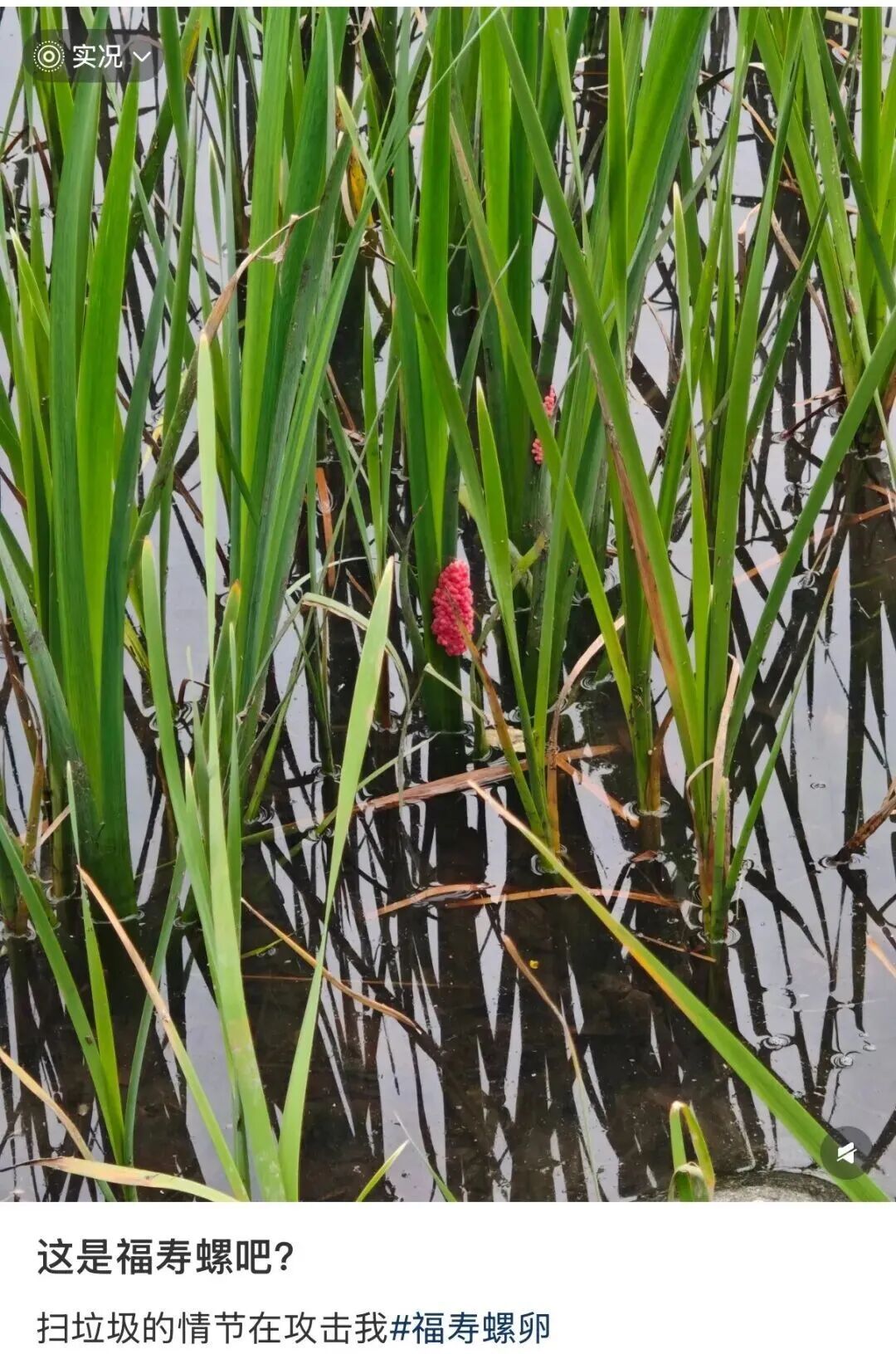 别吃,寄生虫达上千条,近期正大量出现 别吃,寄生虫达上千条,近期正大量出现