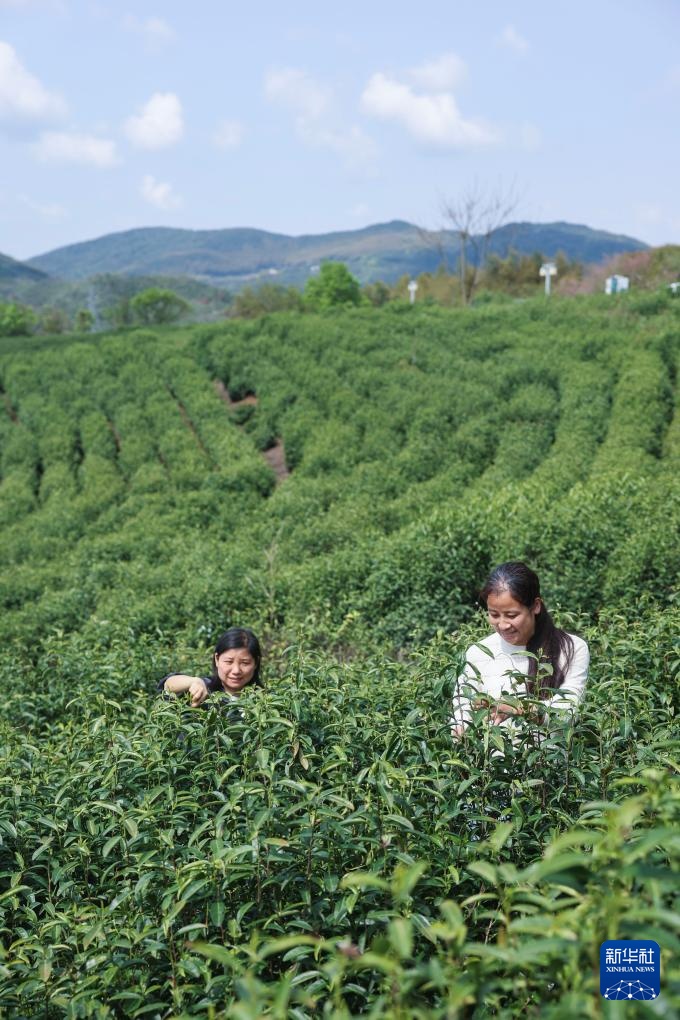 “春风十里”风筝节助力乡村春季特色文旅 “春风十里”风筝节助力乡村春季特色文旅