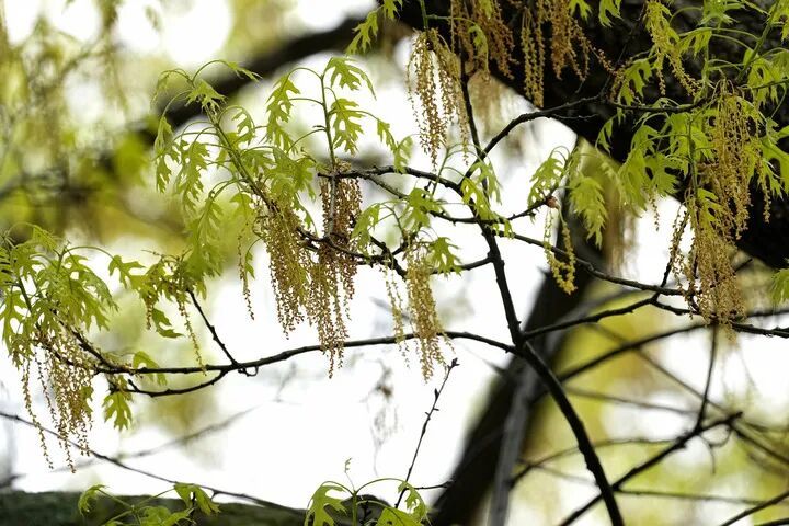 多国花粉季 如何防过敏 多国花粉季 如何防过敏