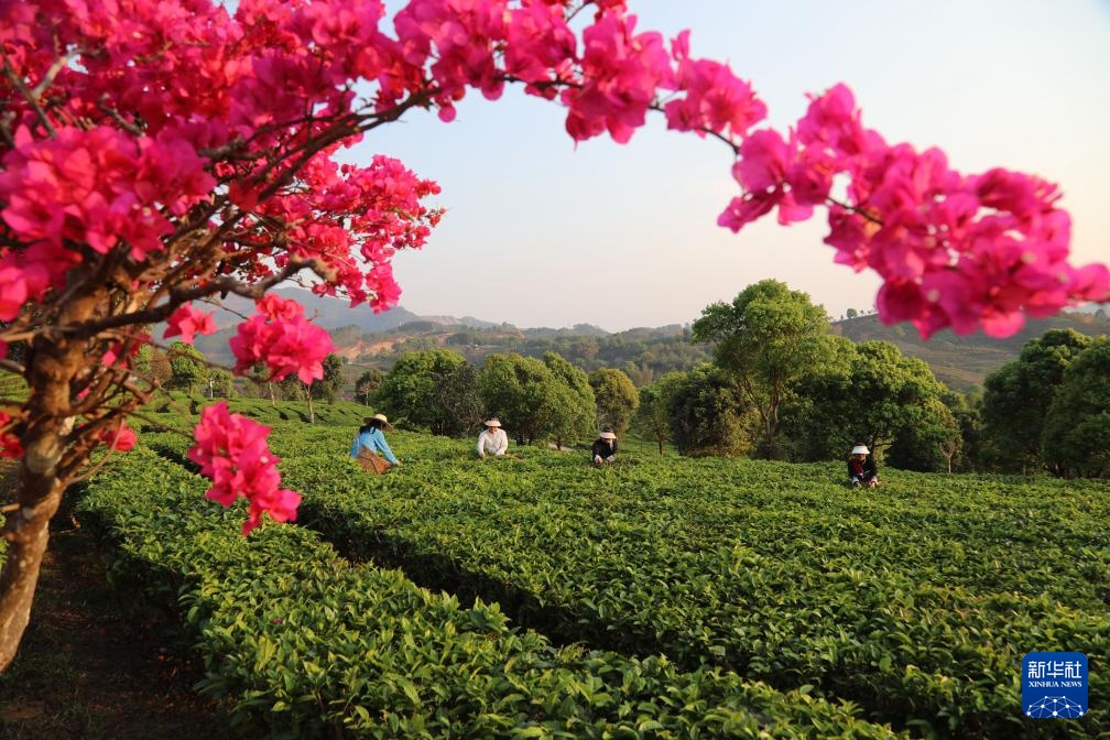 明前茶里的生态诗行 明前茶里的生态诗行