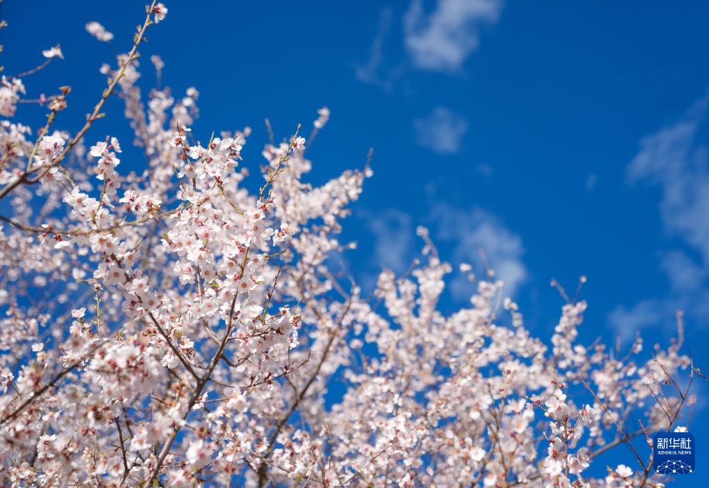 不负高原好春光 林芝桃花节开幕 不负高原好春光 林芝桃花节开幕