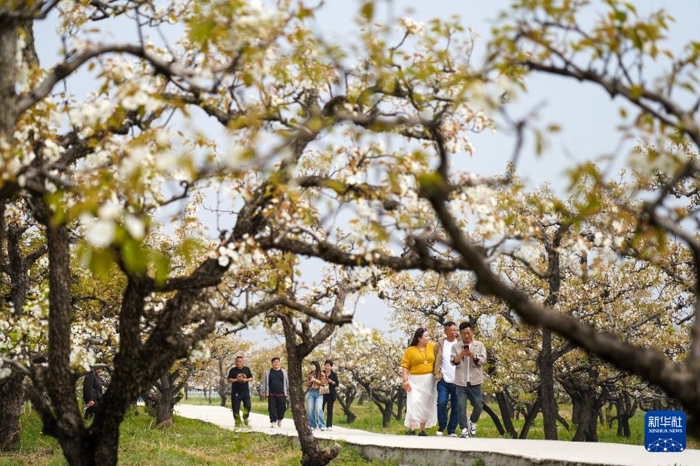山东滕州：万亩梨花绘春日图景