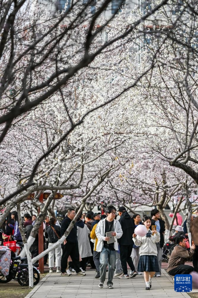 呼和浩特：青城桃花开