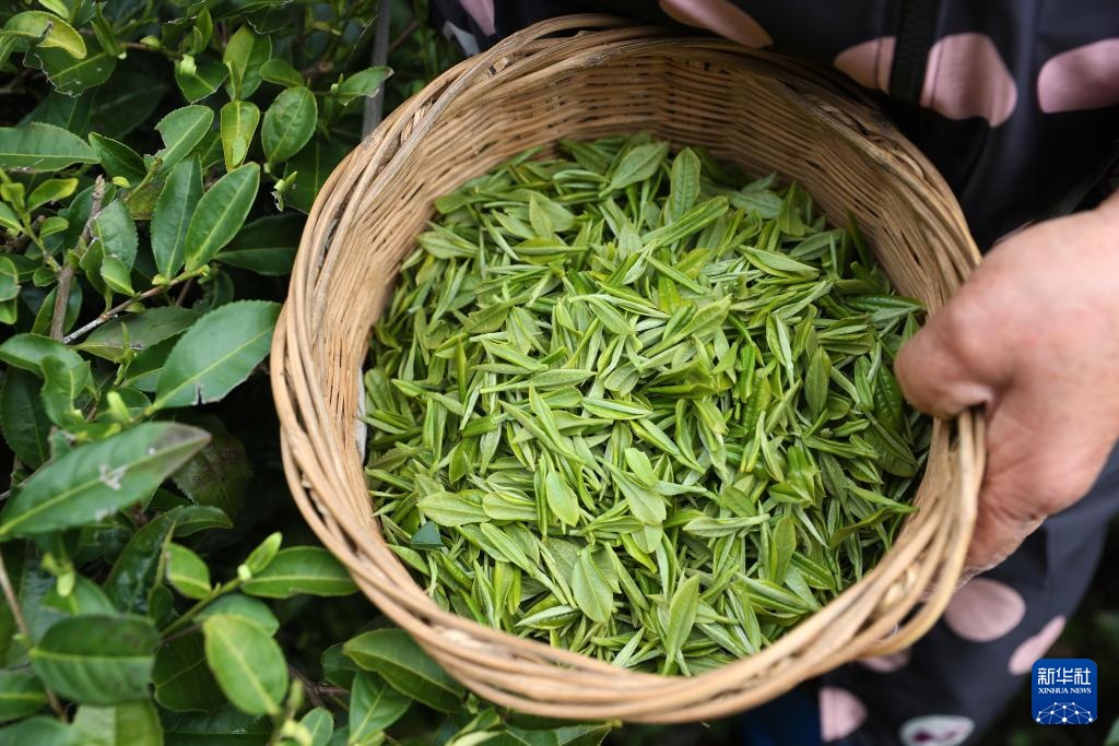 明前茶里的生态诗行 明前茶里的生态诗行