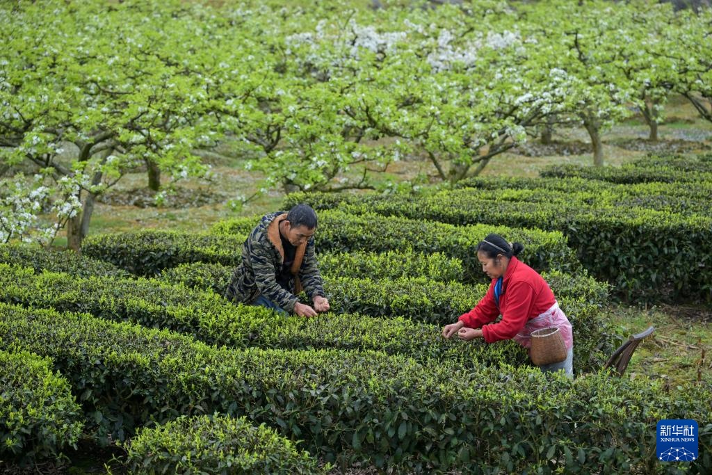 明前茶里的生态诗行 明前茶里的生态诗行