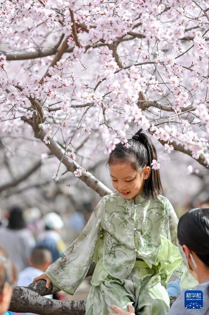 呼和浩特：青城桃花开