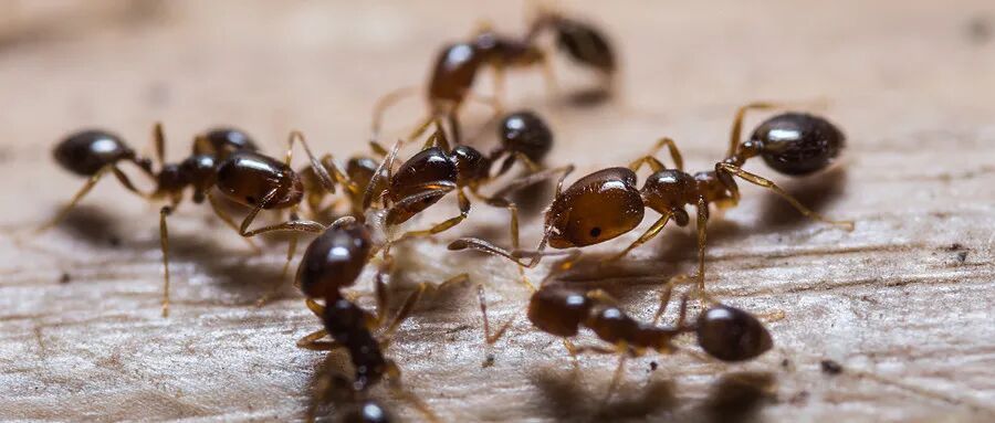 清明祭祖、踏青 做好这三步!这些虫子千万别招惹 清明祭祖、踏青 做好这三步!这些虫子千万别招惹