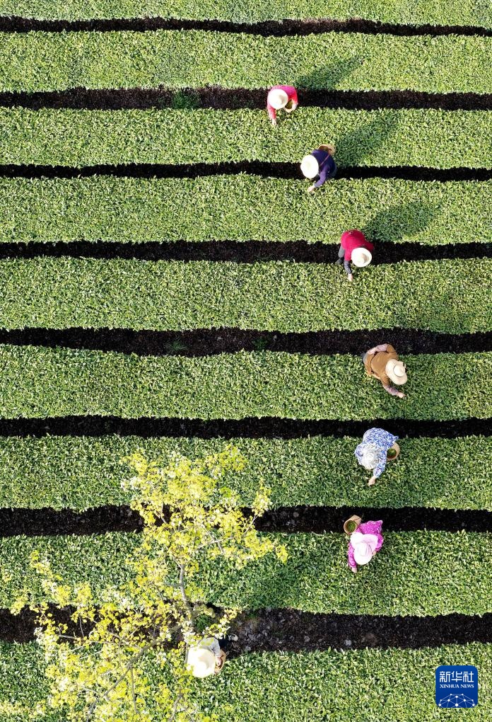 明前茶里的生态诗行 明前茶里的生态诗行