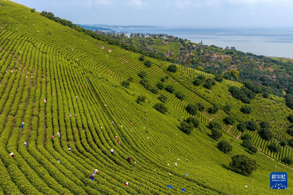明前茶里的生态诗行 明前茶里的生态诗行
