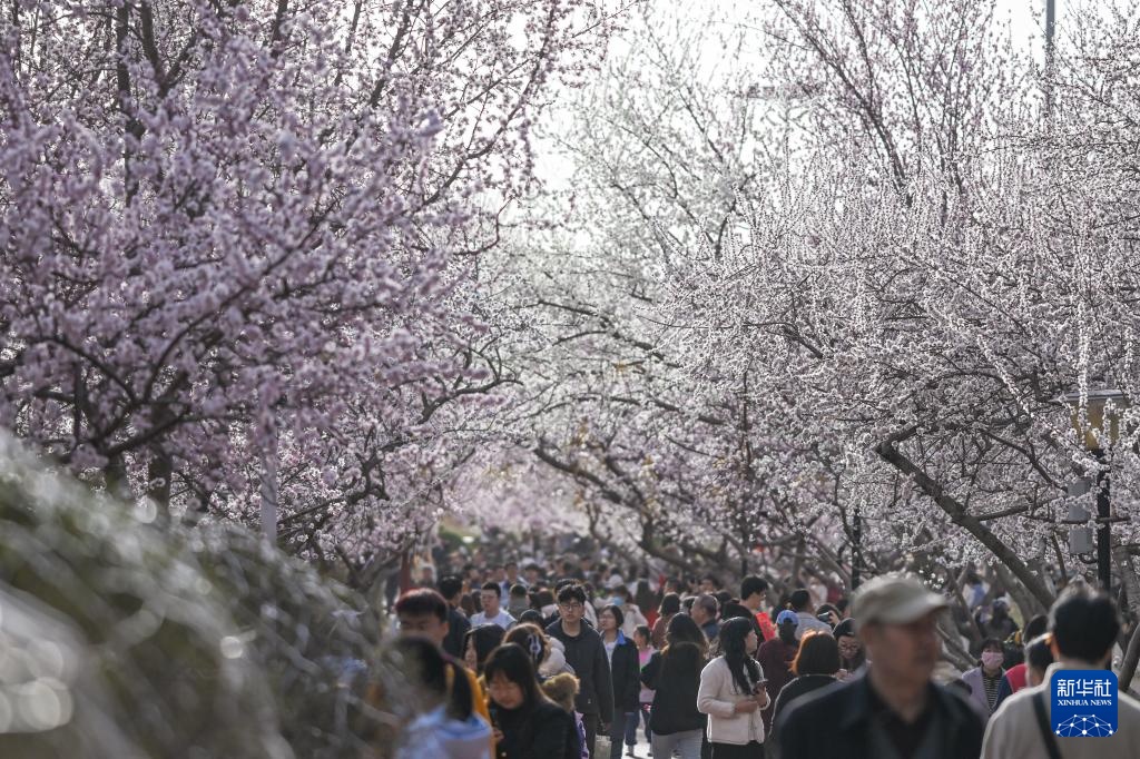 呼和浩特：青城桃花开