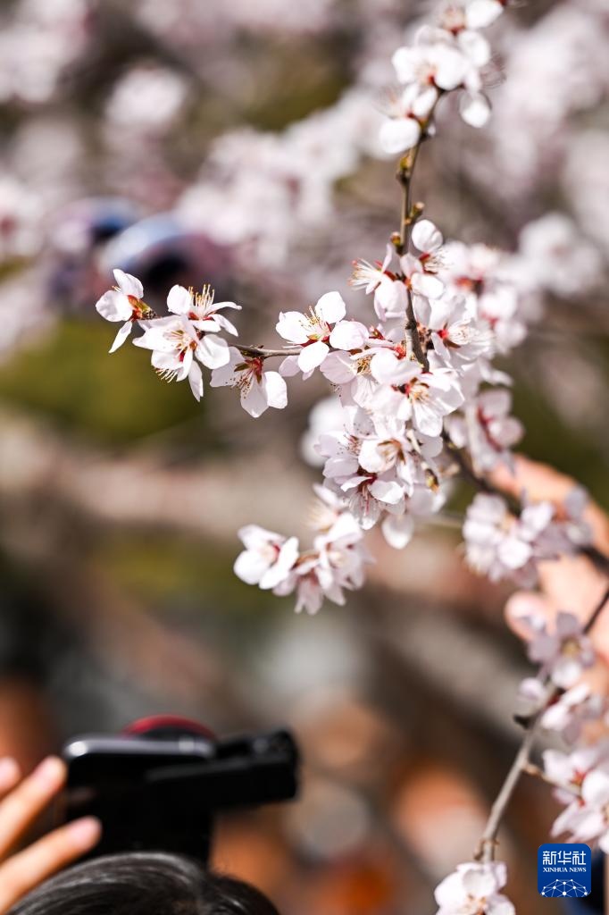 呼和浩特：青城桃花开